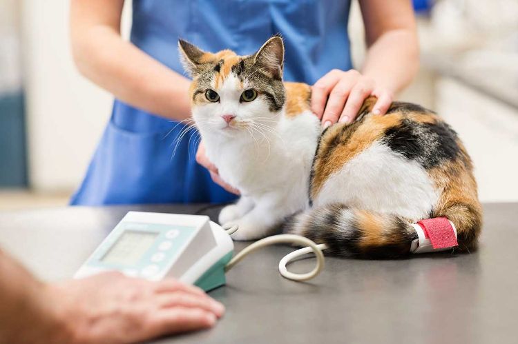 giftiga krukväxter för katter giftiga växter blommor katt vid veterinärundersökningen förgiftning veterinärbesök