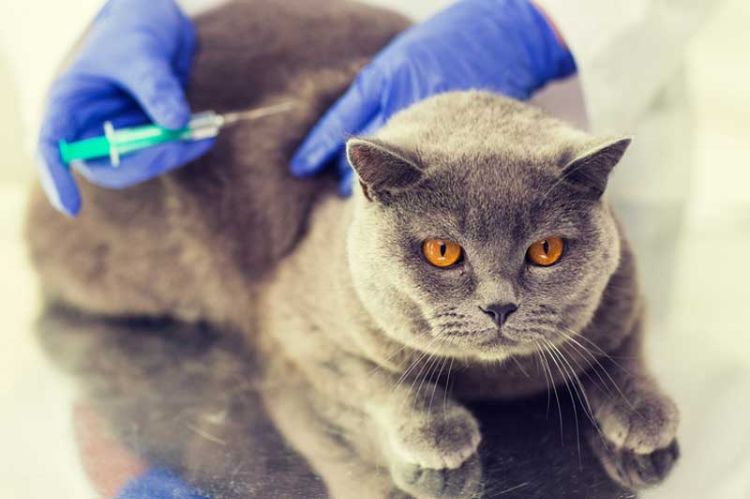 giftiga krukväxter för katter giftiga växter blommor katt hos veterinären injicerad förgiftning