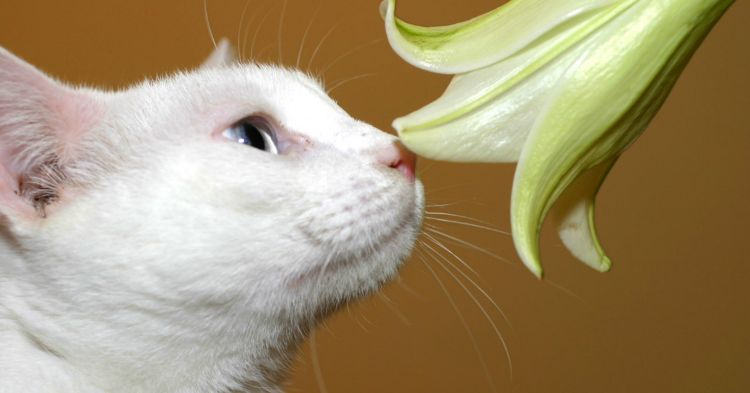 giftiga husväxter för katter giftiga växter lilja grön lilja luktar vit katt