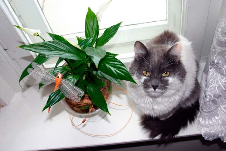 giftiga husväxter för katter giftiga växter blomkruka grön lilja vid fönstret