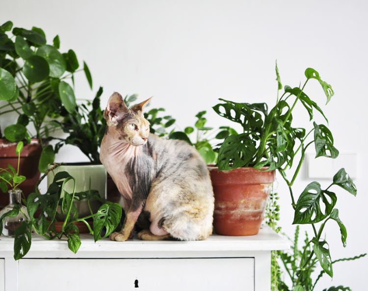 giftiga husväxter för katter giftiga växter krukväxter på skåpet utsökt fönsterblad