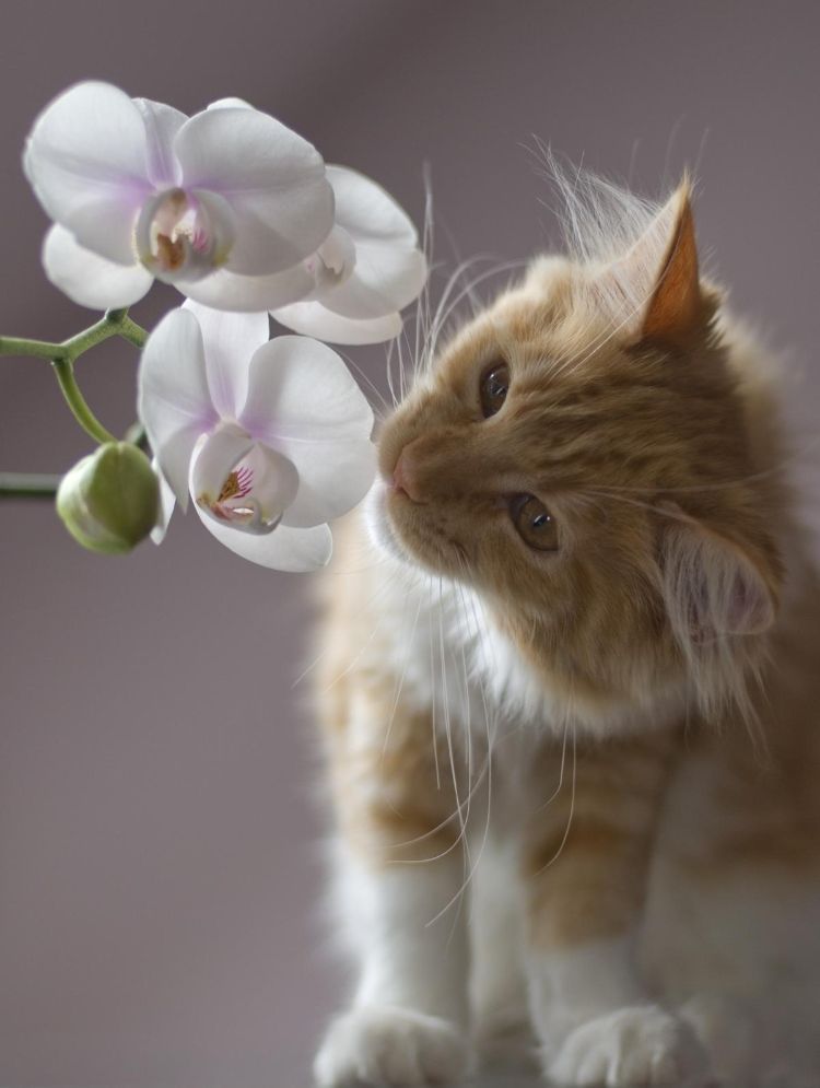 giftiga husväxter för katter giftiga växter orkidé luktar kattunge
