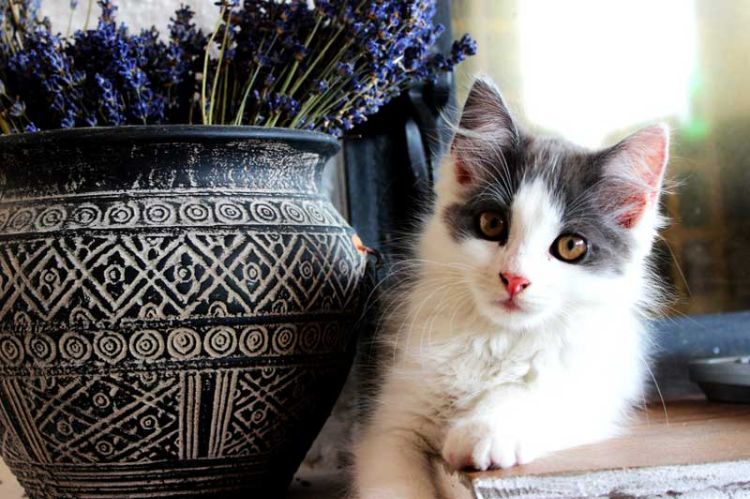 giftiga husväxter för katter giftiga växter vasblommor på fönstret kattunge