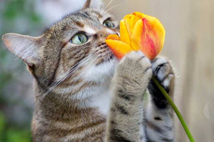 giftiga husväxter för katter giftiga växter mångfärgade tulpaner fönster kattungar lukter lukt