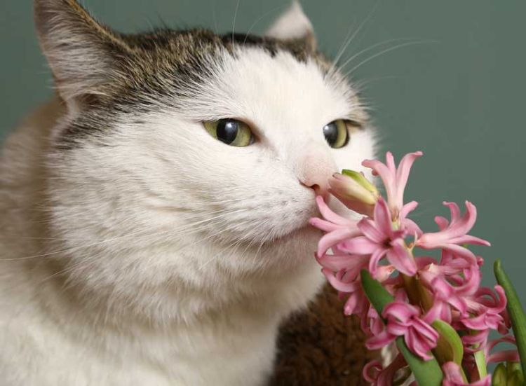 giftiga krukväxter för katter giftiga växter blommor bukett kattlukt
