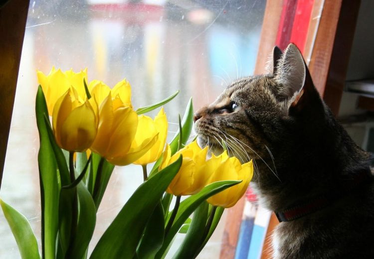 giftiga husväxter för katter giftiga växter gula tulpaner framför fönsterkattungen