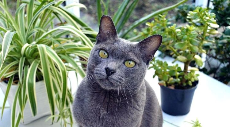 giftiga husväxter för katter giftiga växter krukväxter på bordet grå puss