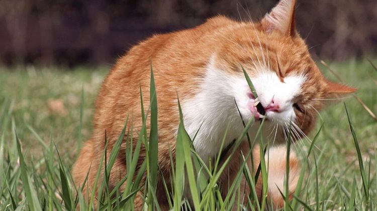 giftiga krukväxter för katter giftiga växter som äter gräs närbild katt utomhus utomhus