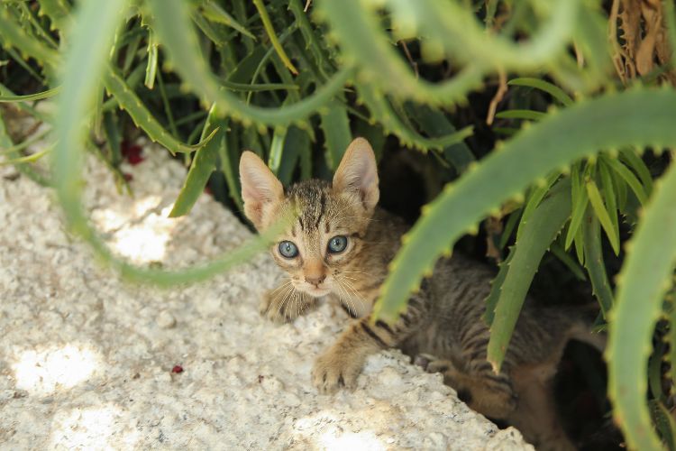 giftiga husväxter för katter giftiga växter aloe vera närbild katt utomhus utomhus