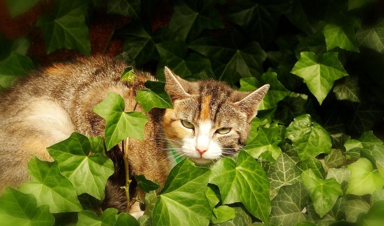 giftiga husväxter för katter giftiga växter murgröna murgröna närbild katt utomhus utomhus