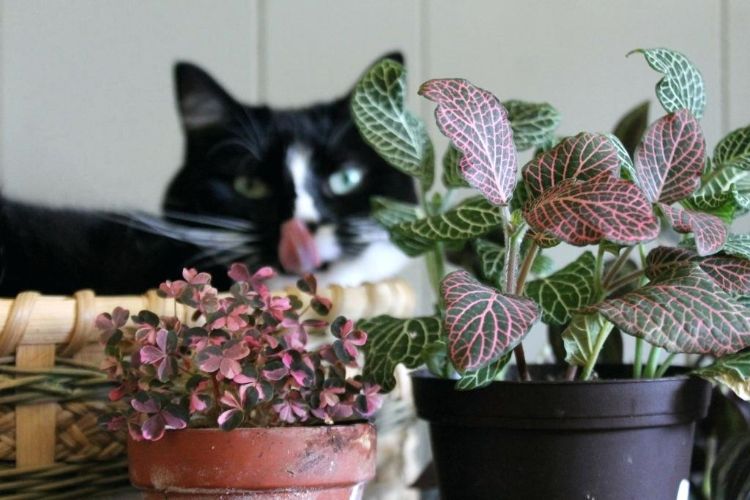 giftiga husväxter för katter giftiga växter blomkrukor violer sällskapsdjur katt