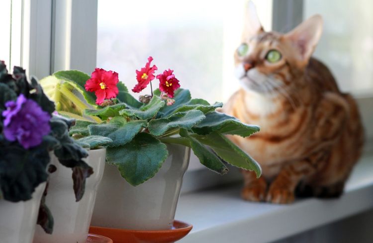 giftiga husväxter för katter giftiga växter blomkruka vid fönstret cyclamen kattunge