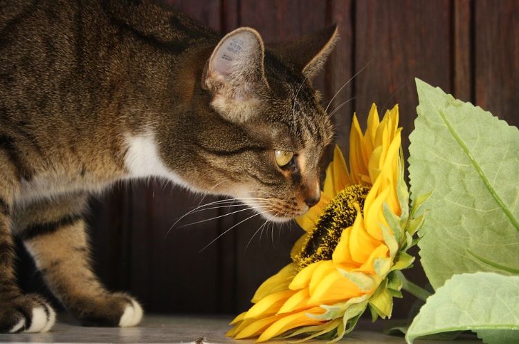 giftiga husväxter för katter giftiga växter solros inomhuskatt