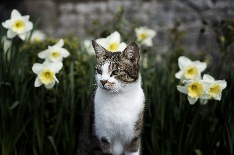 giftiga husväxter för katter giftiga växter påsklilja blommor