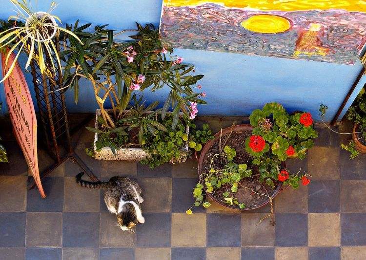 giftiga husväxter för katter giftiga växter krukväxter på marken krukväxtbild
