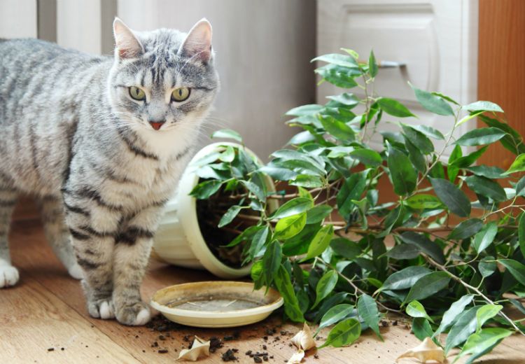 giftiga husväxter för katter giftiga växter krukväxt på marken krukväxter