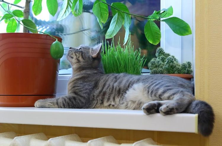giftiga husväxter för katter giftiga växter krukväxter på fönstret philodendron kattunge