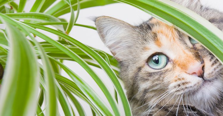 giftiga husväxter för katter giftiga växter krukväxt närbild katt