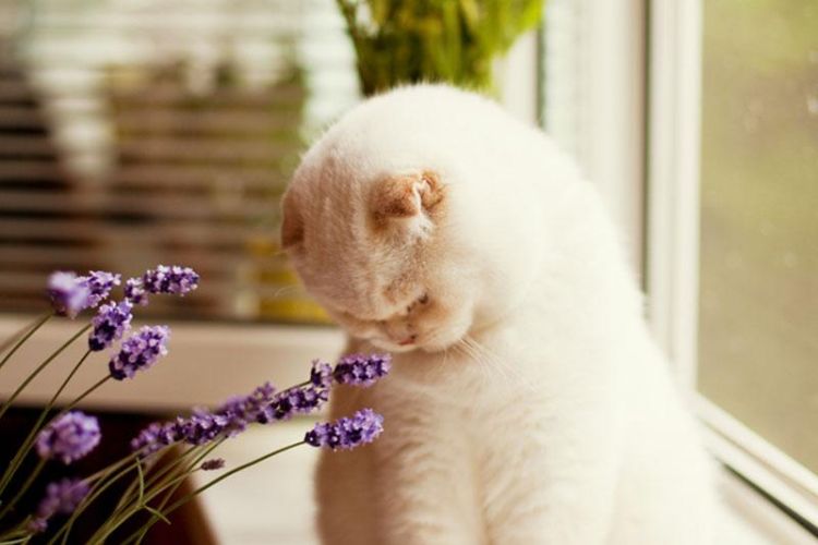 giftiga krukväxter för katter giftiga växter krukväxter framför fönstret skrämmer bort den vita katten