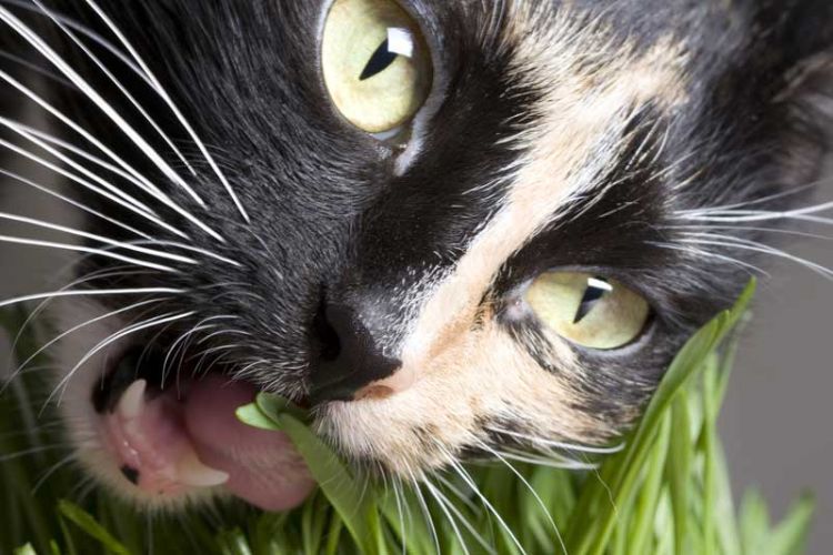 giftiga husväxter för katter giftiga växter gräs närbild katttänder tandkött