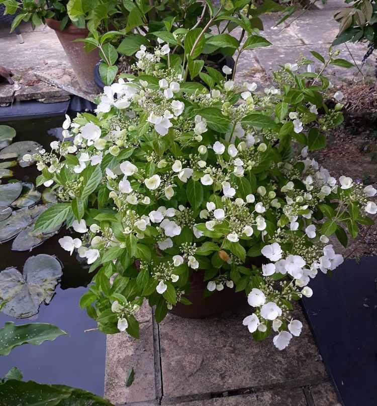 Hortensia Runaway Bride med vita blommor och grönt bladverk