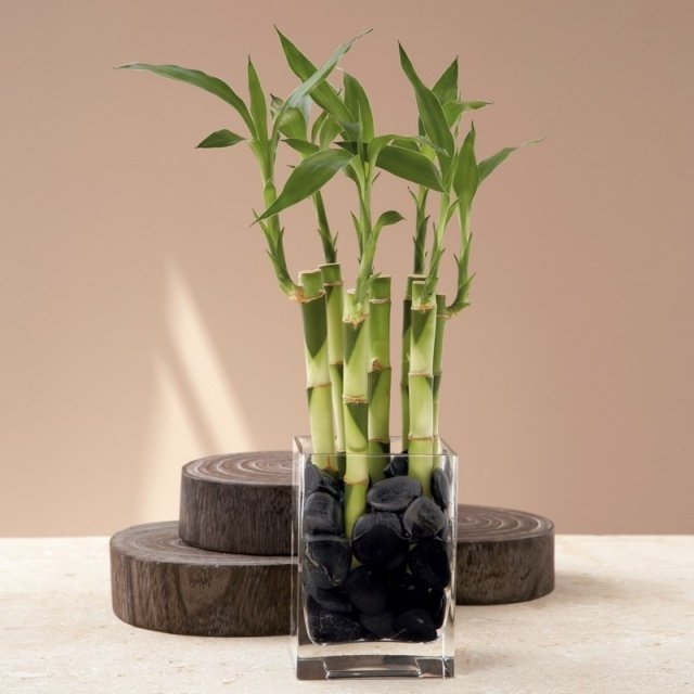 lucky bamboo care glasvas fyrkantiga svarta stenar