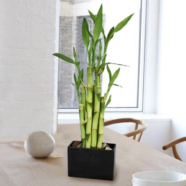 Lucky bambu växter stavar hus bordsdekorationer svart vas