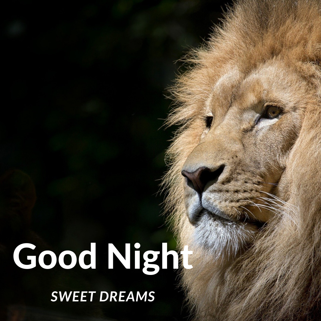 Εικόνες Καληνύχτα Λιονταριού