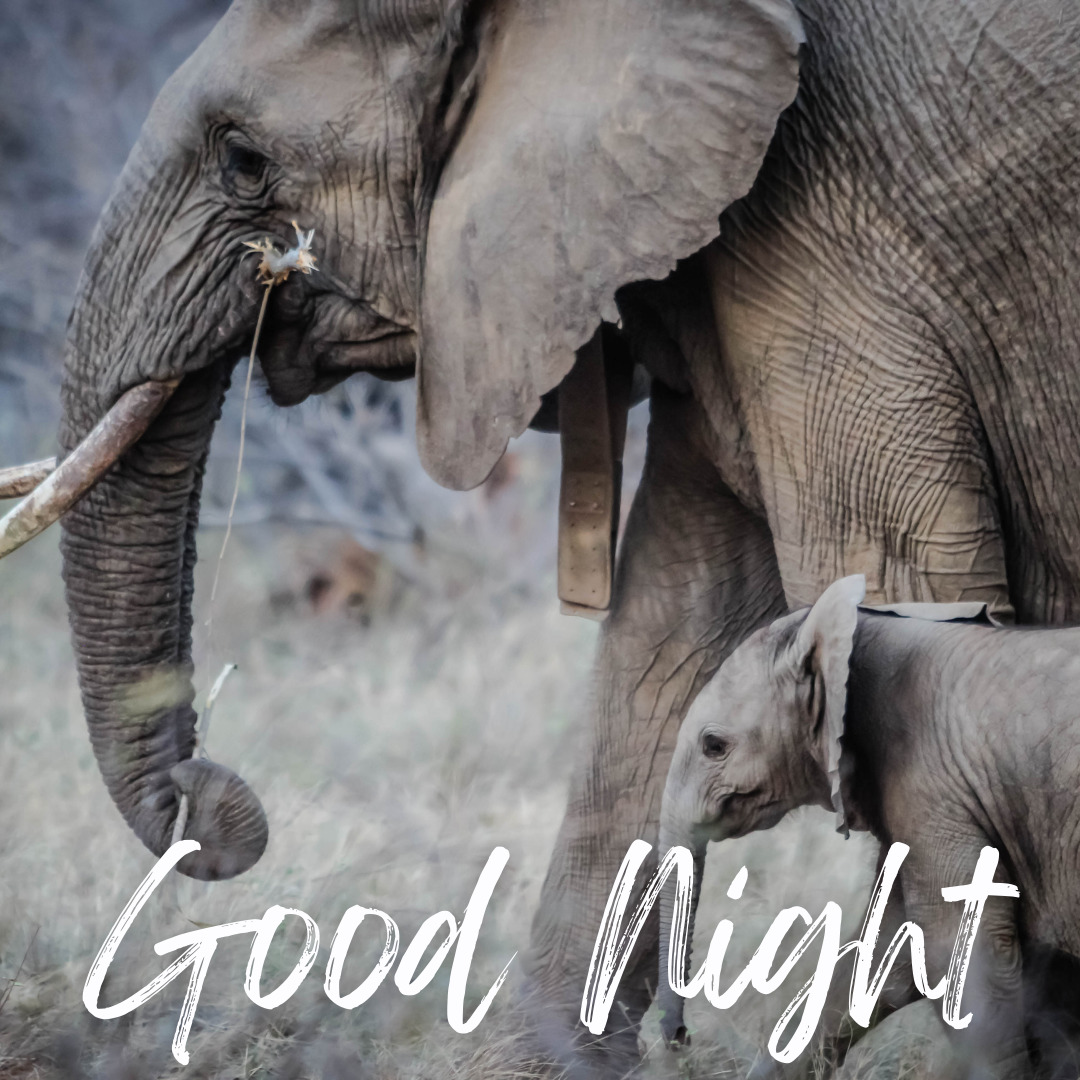 Εικόνες καλής νύχτας ελέφαντα