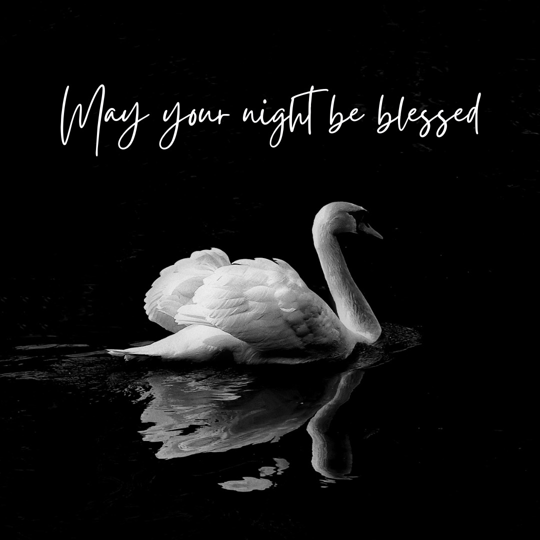 Swan Good Night Images