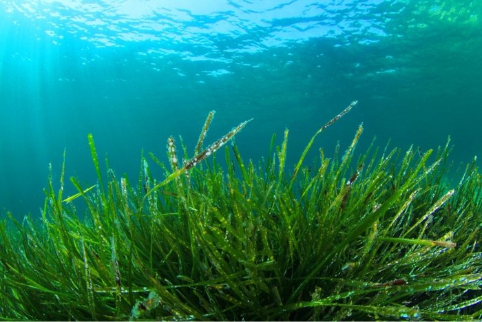 Grön-Superfoods-spirulina-hälsosamma livsmedel-stärker-immuniteten