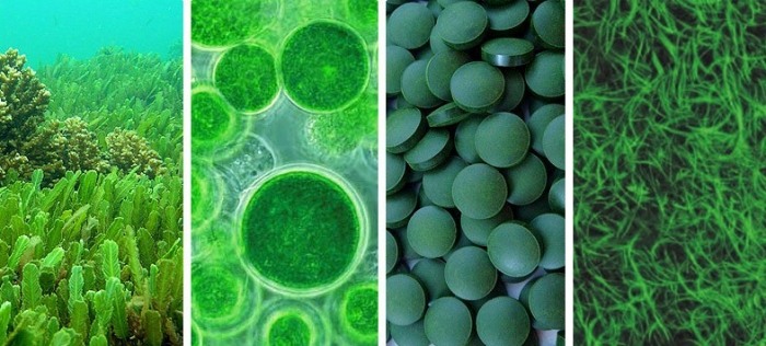 Chlorella-tabletter-AFA-blå-grön-alger-grön-supermat