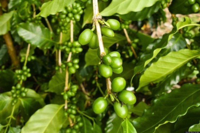 Green Coffee Extract Diet Hollywood Snabb viktminskning