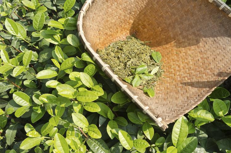 Grönt te för viktminskning -naturligt-hälsosam-produkt