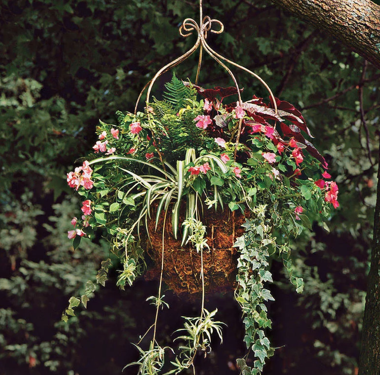 Impatiens, grön lilja, begonia, ormbunke och murgröna hängande korgskugga