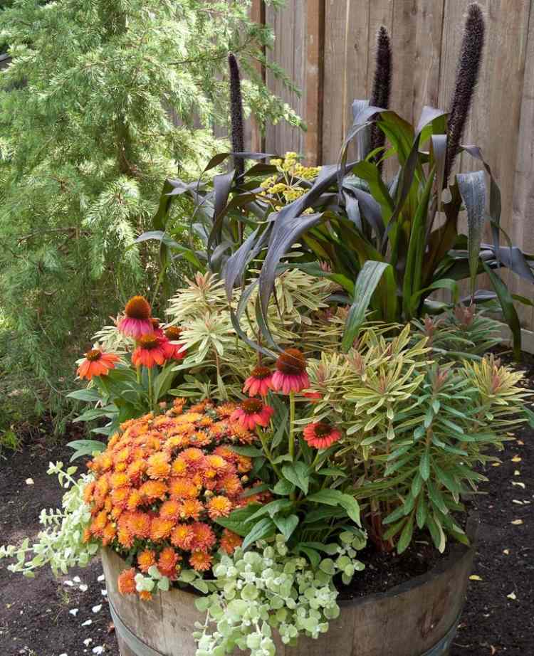 trä-tråg-trädgård-plantering-Euphorbia-Ascot-Rainbow-Chrysanthemums