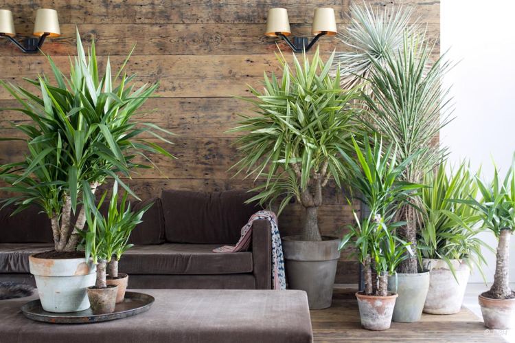 stora krukväxter yucca palm exotisk stil