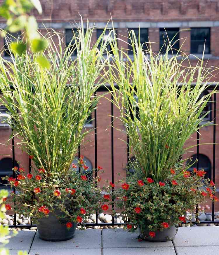 Plantera gräs i blomlådor. Tips för zebravass
