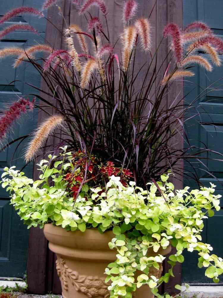 Fjäderborstgräs 'Rubrum' är prydnadsgräs för blomkrukor för balkongträdgårdar