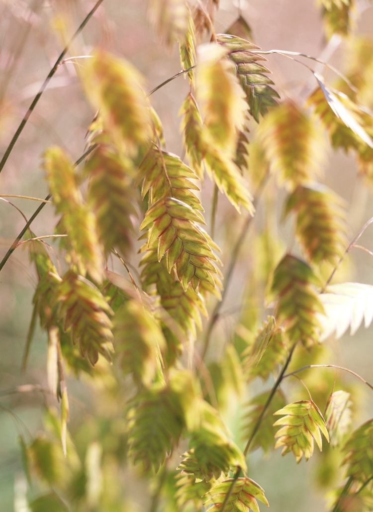 Flatörgräs är prydnadsgräs för blomkrukor och fönsterlådor Idéer för plantering
