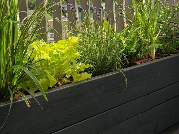 Plantera gräs i balkonglådan Tips
