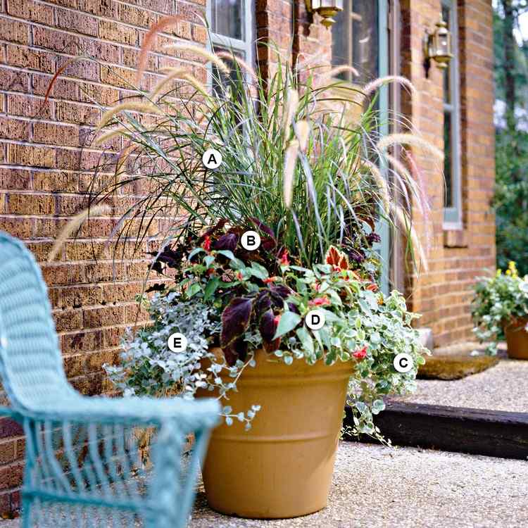 Plantera gräs i planteringar för balkonger och populära kombinationspartners av rött lamprengöringsgräs är färgade nässlor och kinesiska vass