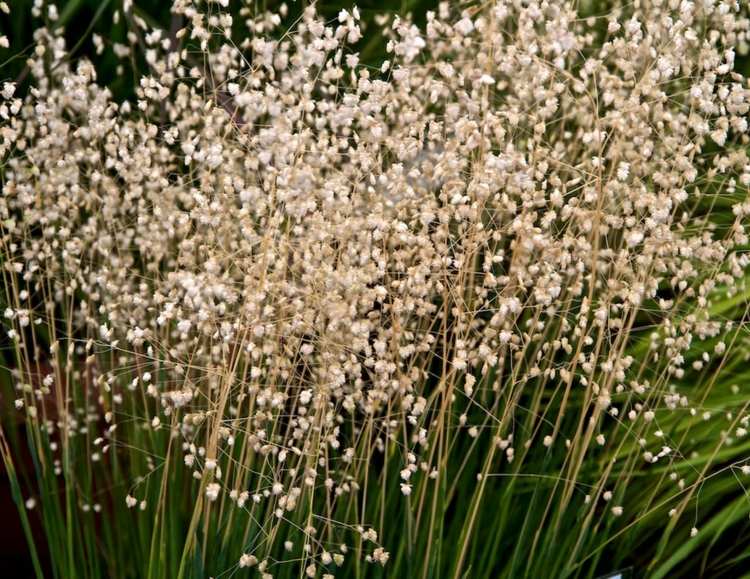 växter-graeser-darrande-gräs-attraktiva-blommor-prydnads-gräs-utomhusområde