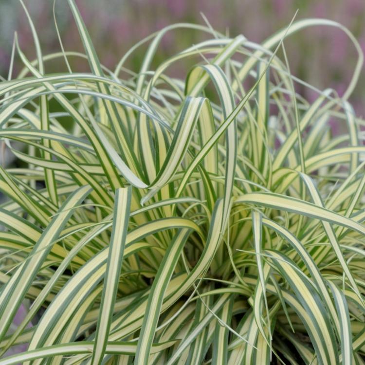 gräsväxter carex-två-färg-attraktiva-blad