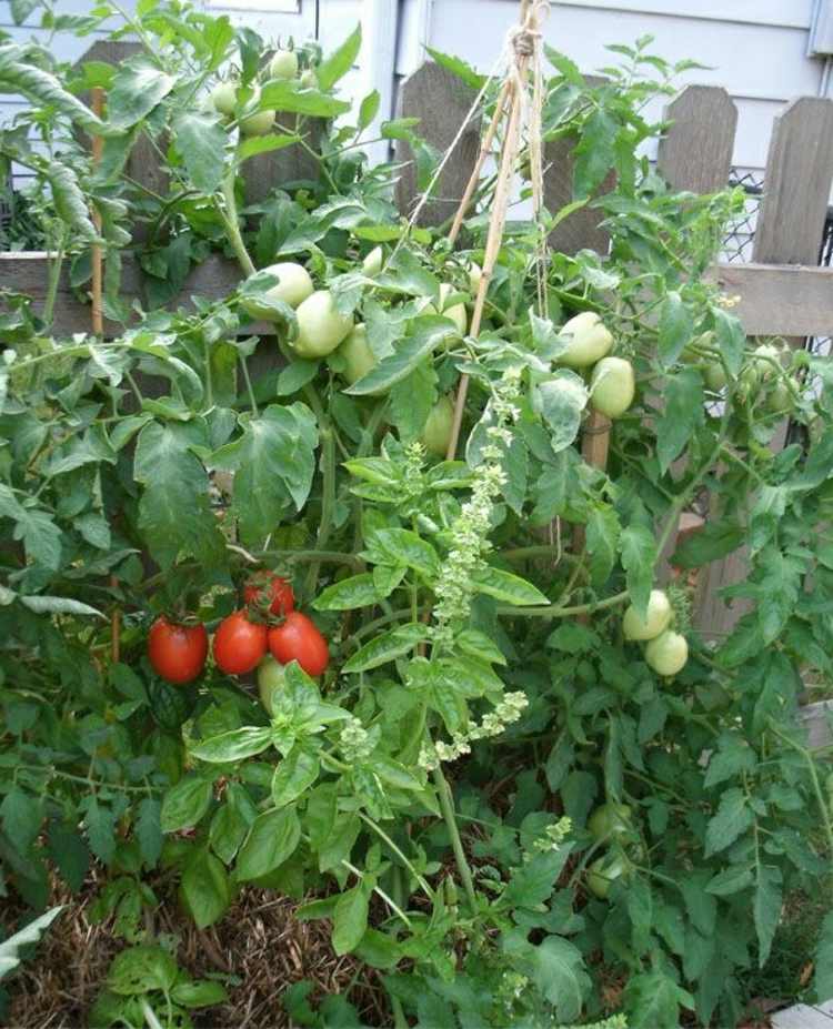 trädgårdsskötsel-halm-balar-tomater-lättodlad-skörd