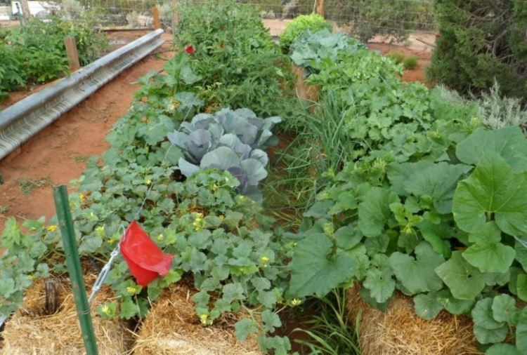 trädgårdsarbete-halm-balar-kål-odling-ätbara-trädgårdsskötsel-design