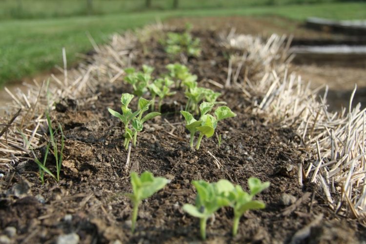 Trädgårdsskötsel-halm-bal-plantor-plantering-sängar-lätt-nybörjare-idé