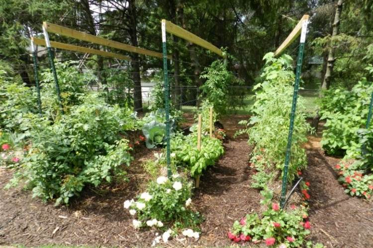 Trädgårdsskötsel-halm-balar-klättring-spaljebyggnad-diy-grönsaksplåster