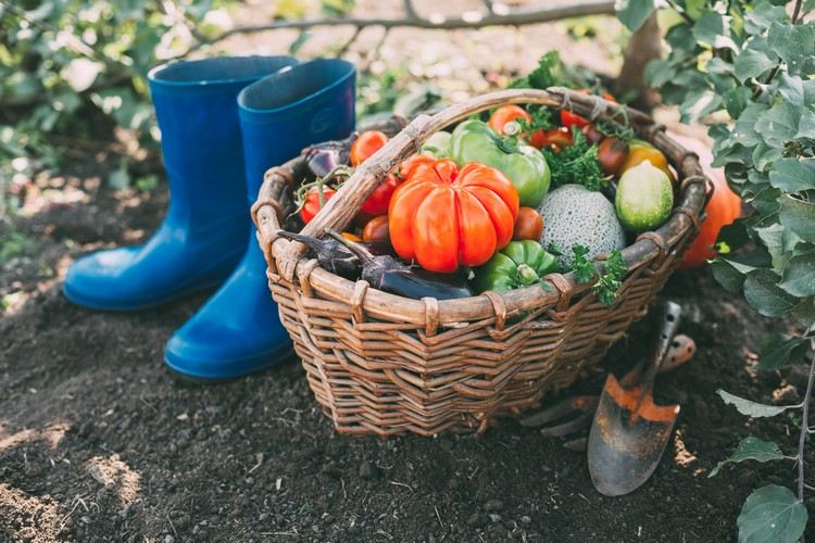 Trädgårdsskötsel Hälsosam livsstil Växande grönsaker