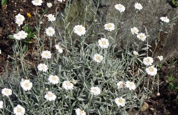 Klippträdgårdsväxtarter Achillea ageratifolia-Silbergarbe